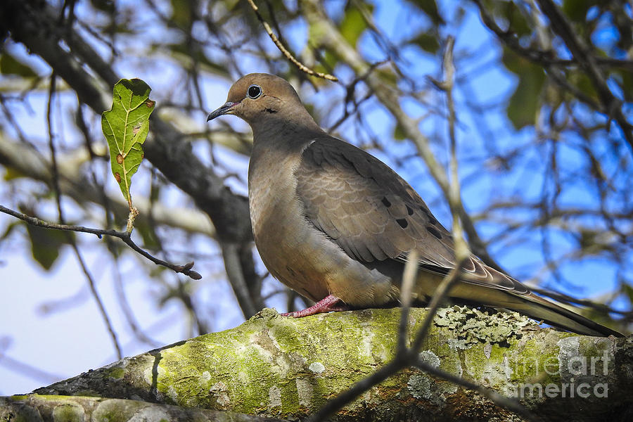Dove Photograph - Mourning Dove on a January morning by Ella Kaye Dickey