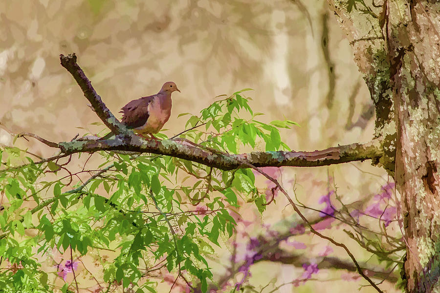 Mourning Dove on Branch Digital Art by Lisa Lemmons-Powers