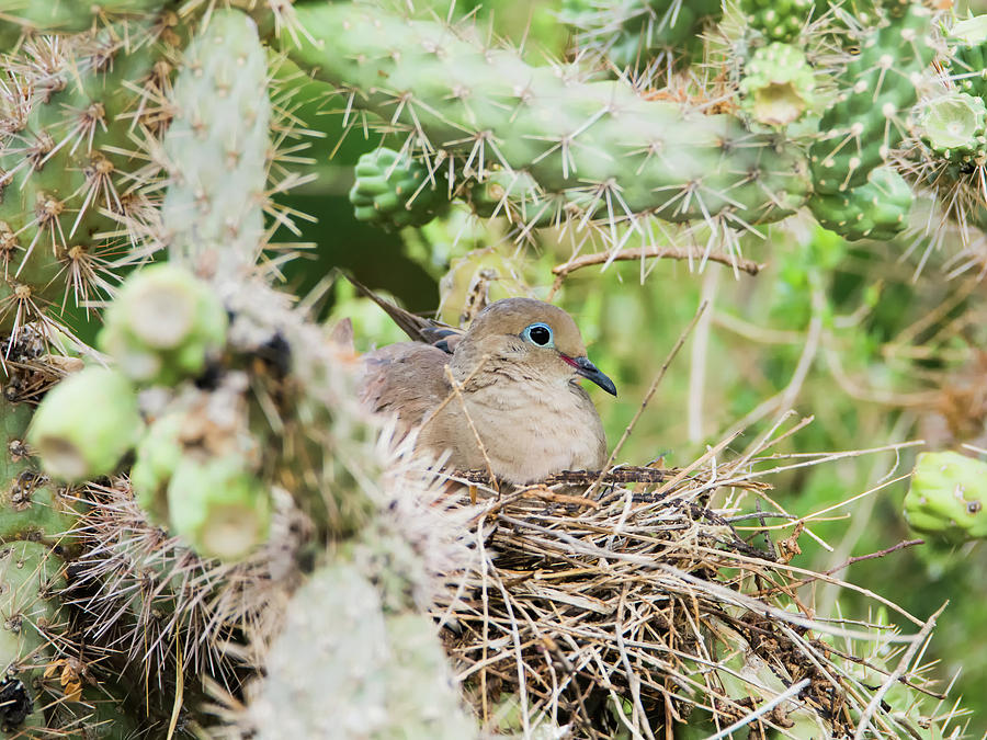 Mourning Dove on Nest 4129-071117-1cr Photograph by Tam Ryan
