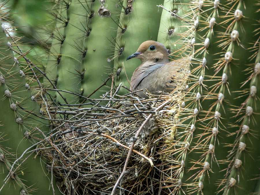 Mourning Dove on Nest 7693 Photograph by Tam Ryan