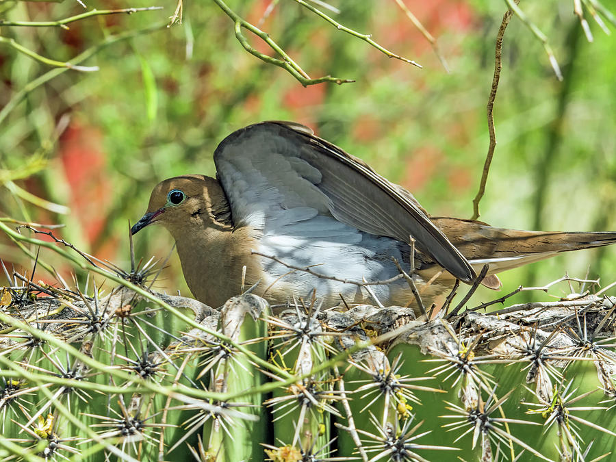 Mourning Dove on Nest Photograph by Tam Ryan