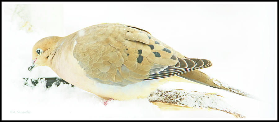 Mourning Dove on Snow Covered Feeder Photograph by A Macarthur Gurmankin