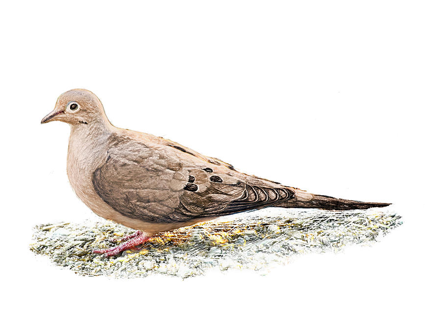 Mourning Dove on the ground Digital Art by Yuichi Tanabe