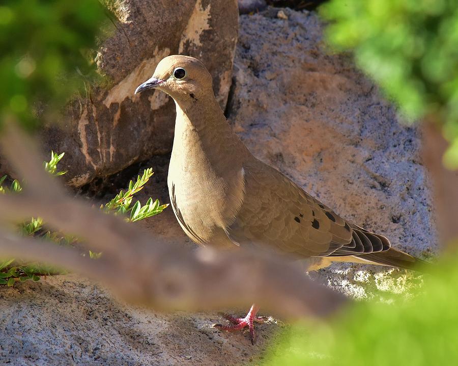Mourning Dove on the Hillside Photograph by Linda Brody