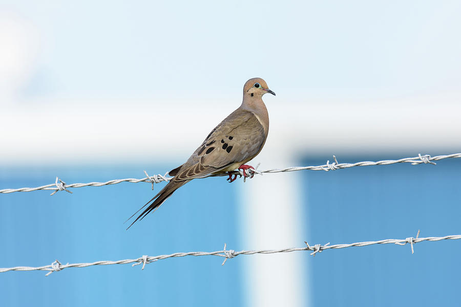 Mourning Dove on the Wire Photograph by Debra Martz