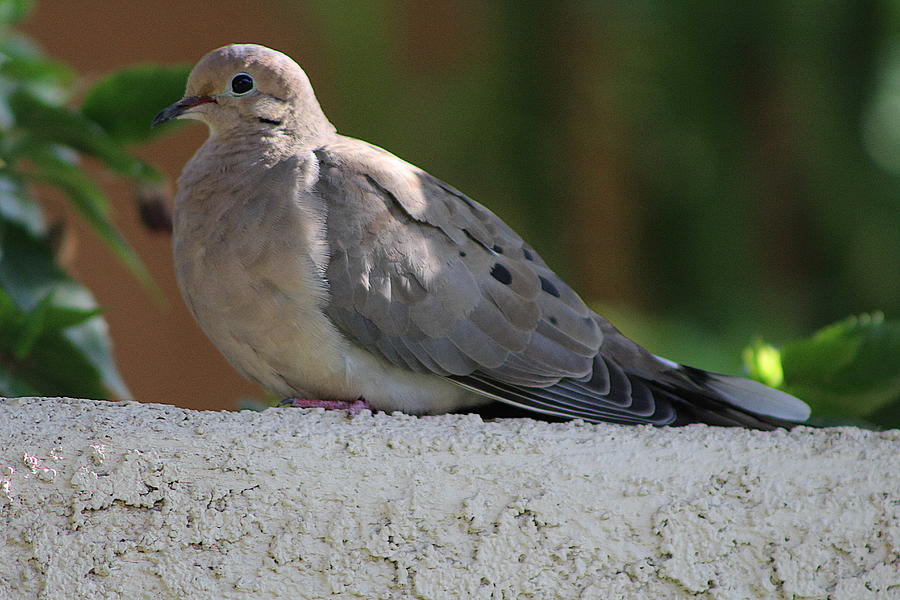 Mourning Dove on Wall Photograph by Colleen Cornelius