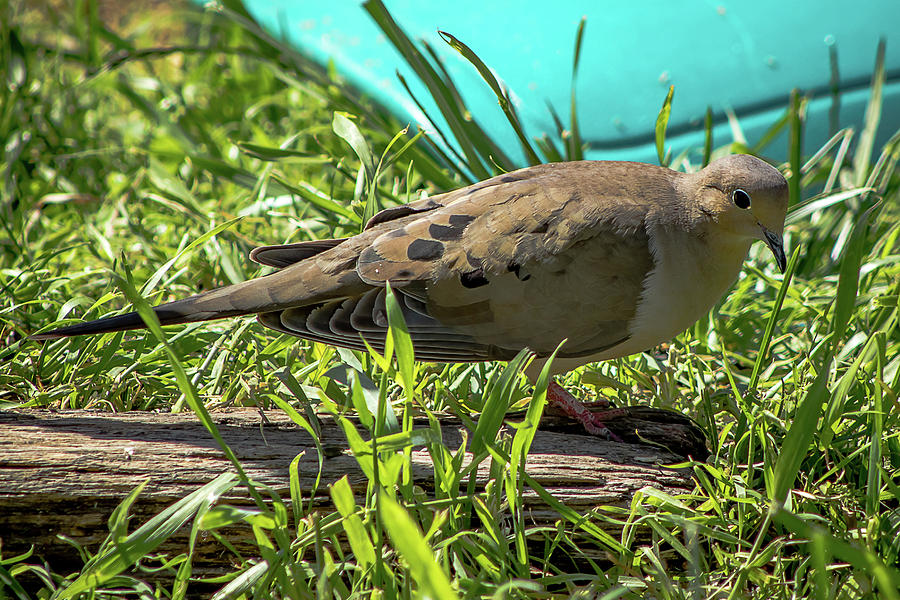 Mourning Dove One Photograph by Howard Roberts - Fine Art America