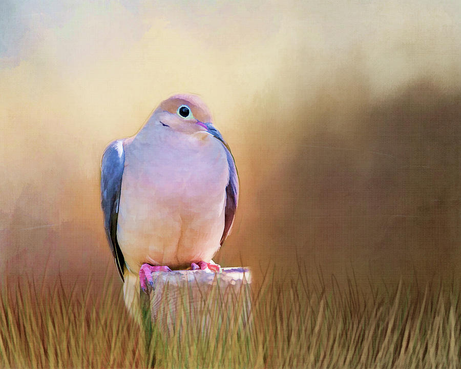 Mourning Dove Painted Portrait Photograph by Cathy Kovarik