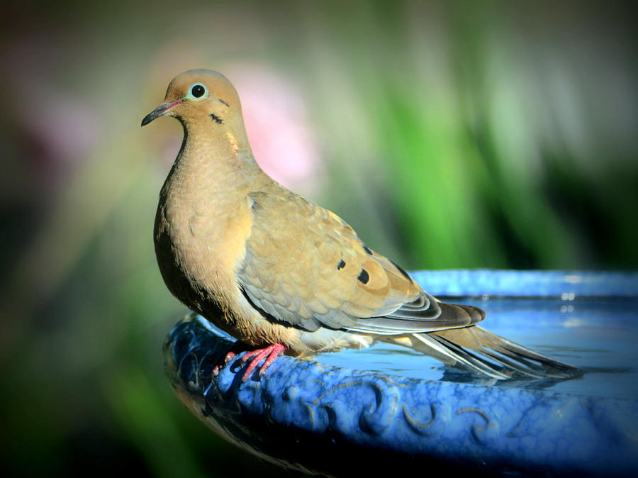 Mourning Dove Perched Photograph by Josephine Buschman