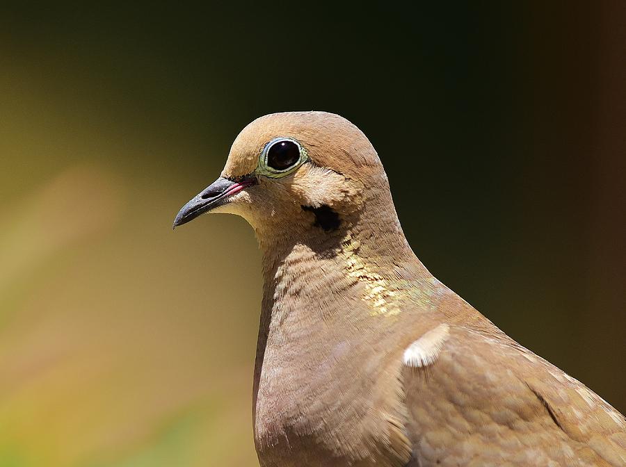 Mourning Dove Portrait I Photograph by Linda Brody