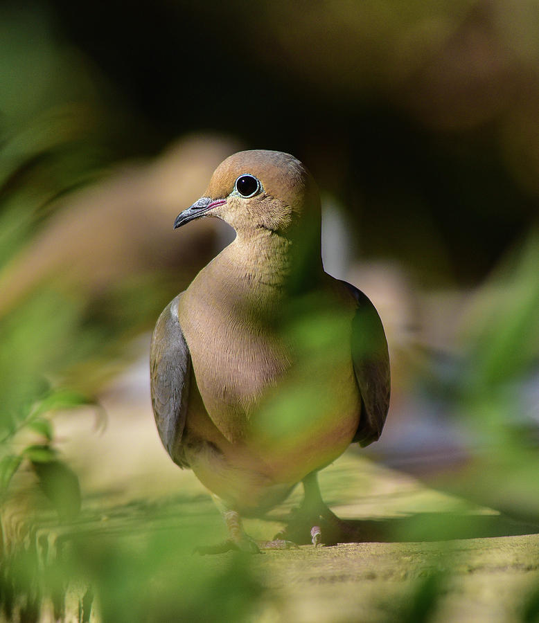 Mourning Dove Portrait  Photograph by Linda Brody