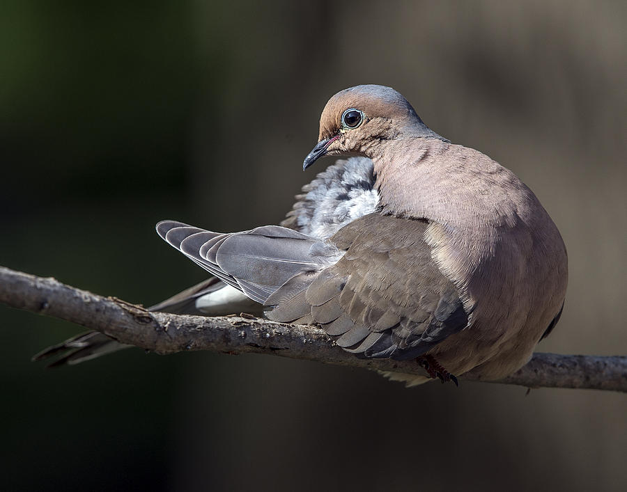 Mourning dove profile Photograph by William Bitman