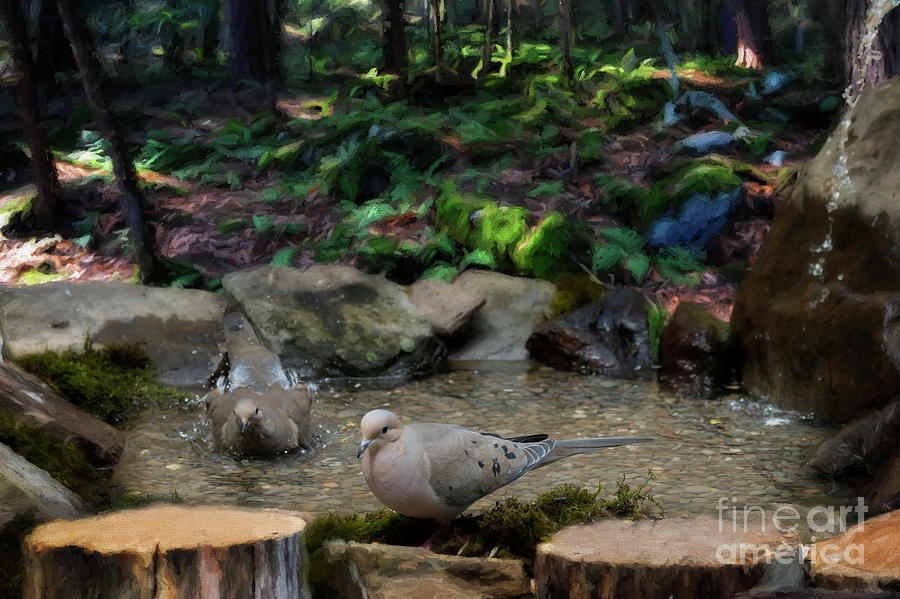 Mourning Dove sitting around outdoor pool Photograph by Dan Friend