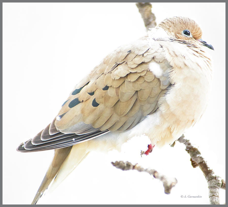 Mourning Dove, Snowy Morning Photograph by A Macarthur Gurmankin