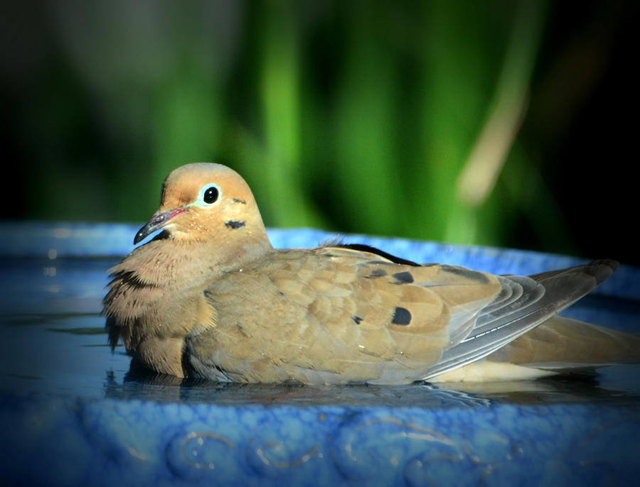 Mourning Dove Soak Photograph by Josephine Buschman