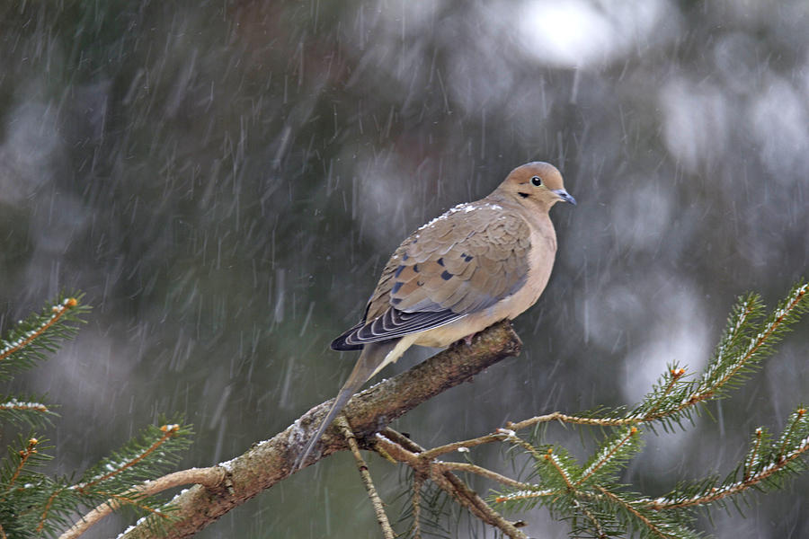 Mourning Dove Songbird - Zenaida macroura on Evergreen Photograph by Carol Senske