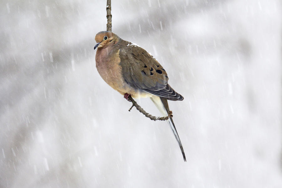 Mourning Dove Songbird - Zenaida macroura on Twig Photograph by Carol Senske