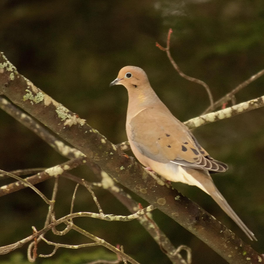 Mourning Dove Photograph by Stephen Anthony - Fine Art America