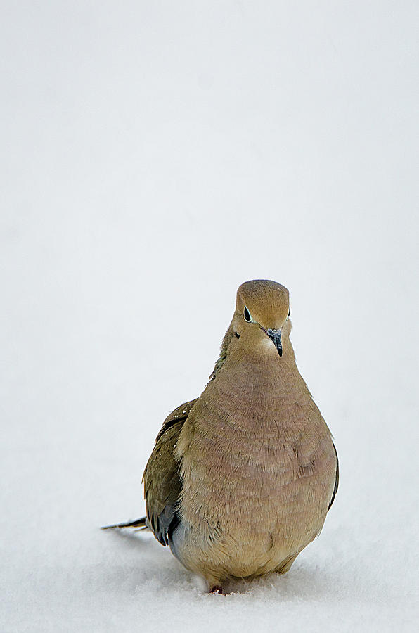 Mourning Dove Photograph by Susan McMenamin