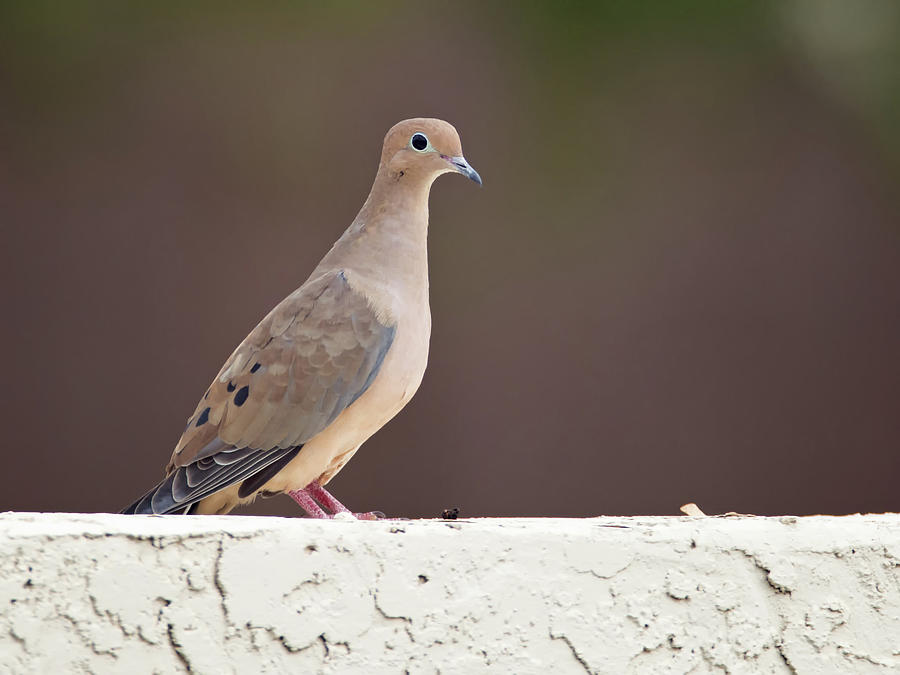 Mourning Dove Photograph by Tam Ryan