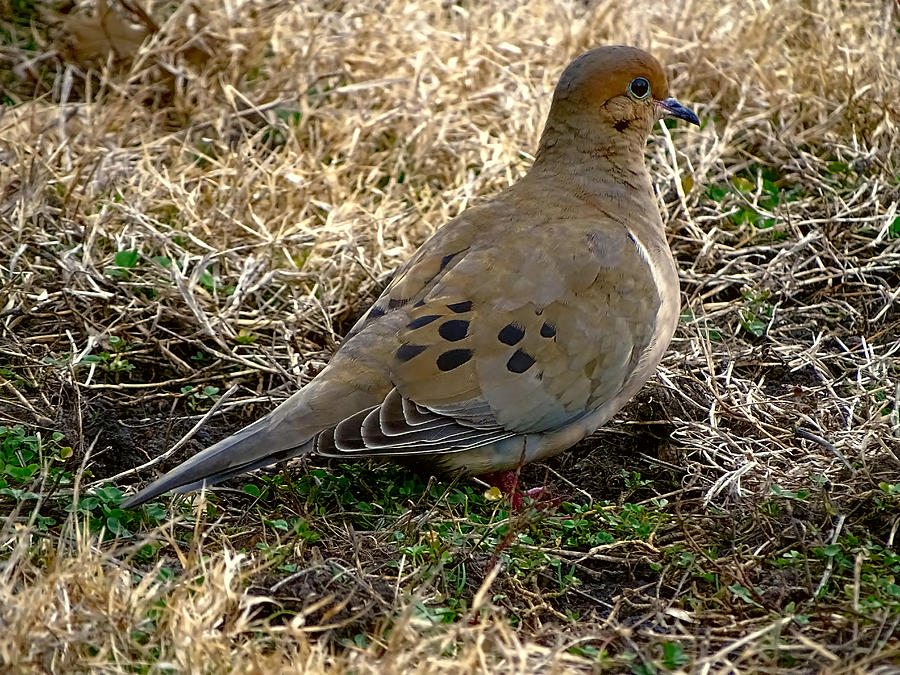 Mourning Dove Photograph by Theresa Campbell