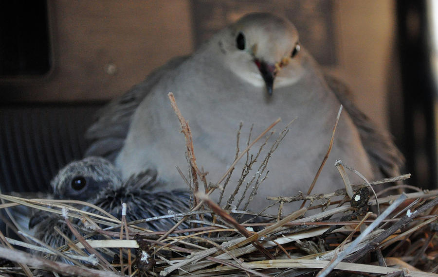 Mourning Dove With One Of Two Chicks Photograph by Jay Milo