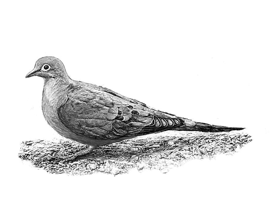 Mourning Dove B And W Digital Art by Yuichi Tanabe