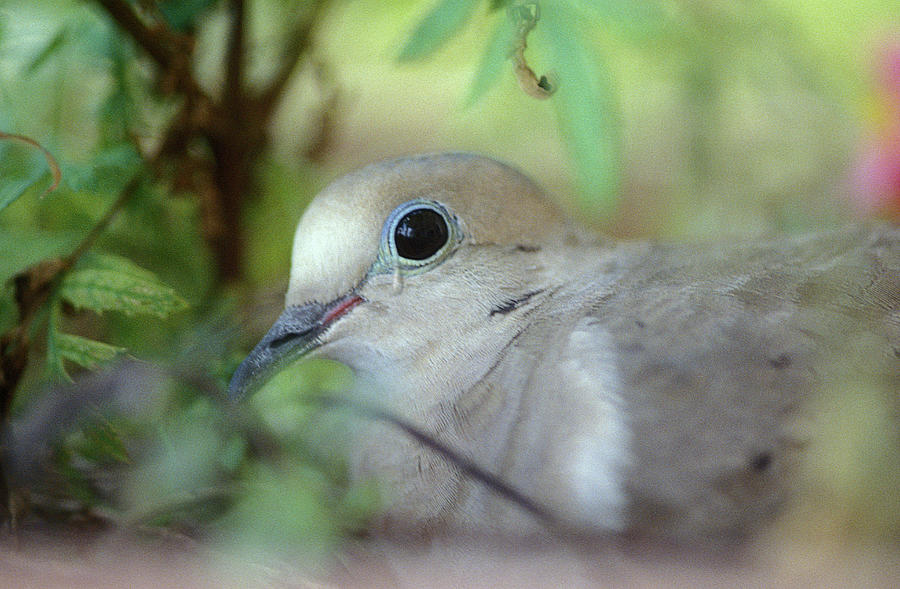 Mourning Dove Photograph by Yuri Lev