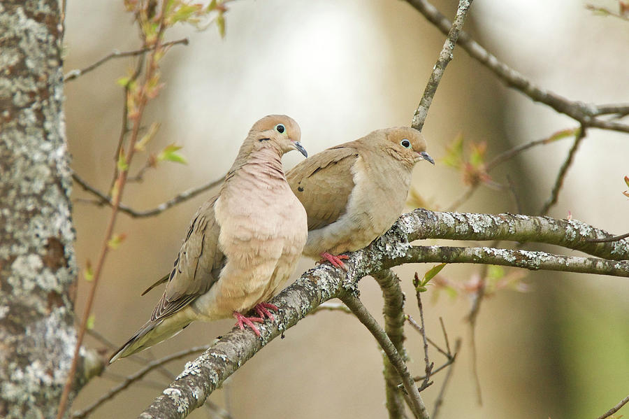 Nature Photograph - Mourning Doves 4142 by Michael Peychich