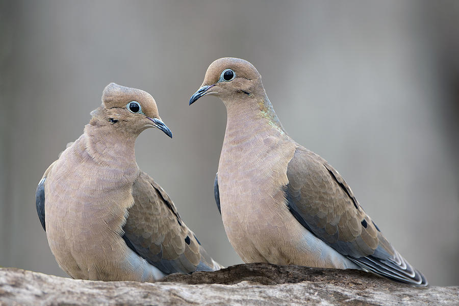 Bird Photograph - Mourning Doves by Bonnie Barry
