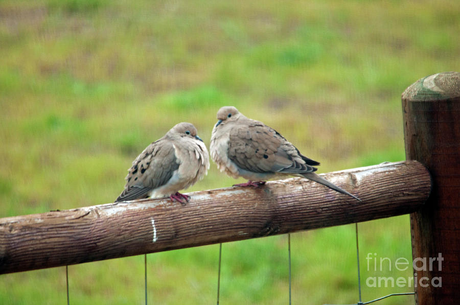 Mourning Doves Photograph by Cindy Murphy - NightVisions