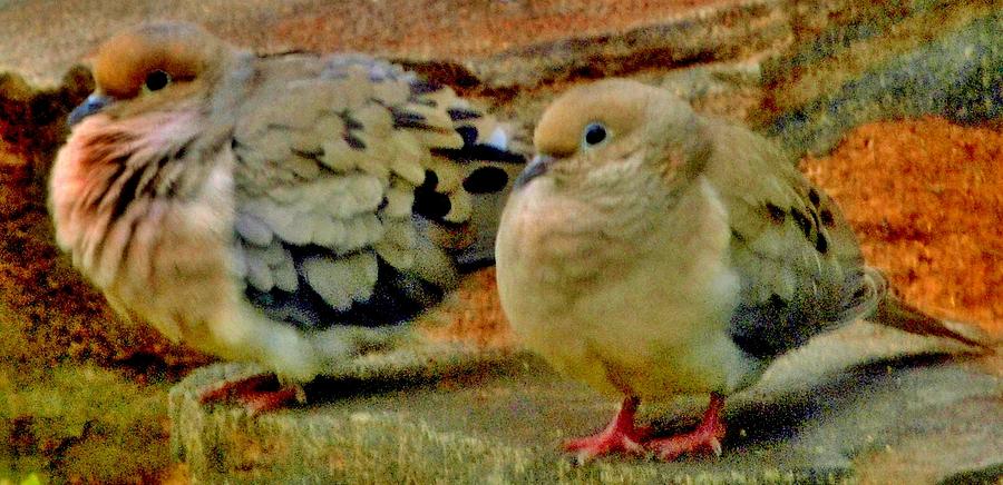 Mourning Doves Photograph by Eileen Brymer