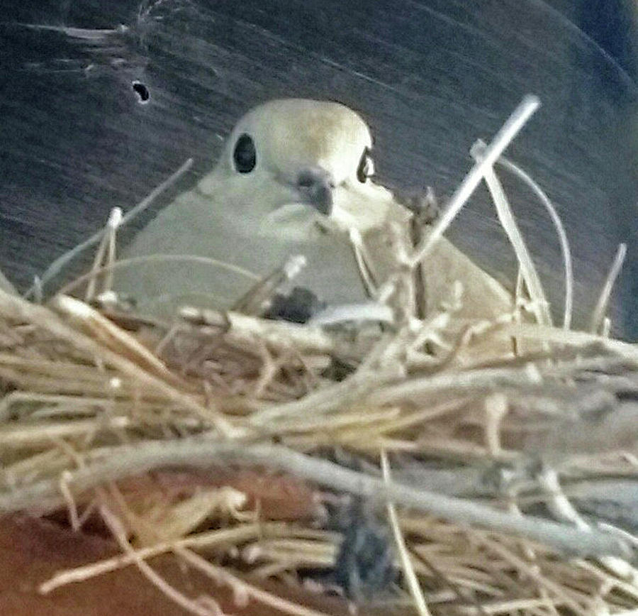 Mourning Doves False Pregnancy Photograph by Jay Milo