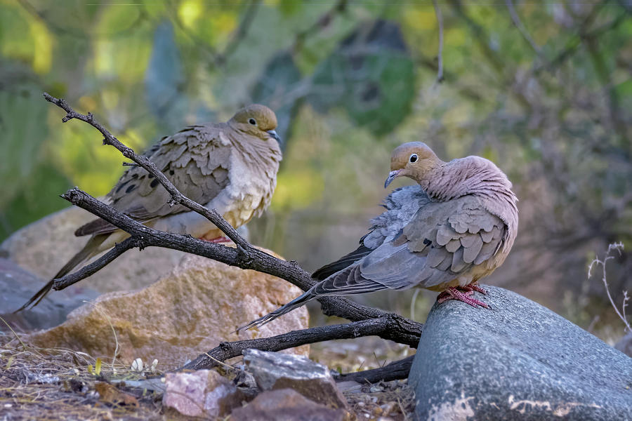 Bird Photograph - Mourning Doves h1800 by Mark Myhaver