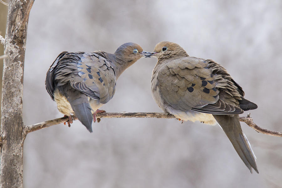 Mourning doves in love Photograph by Mircea Costina Photography