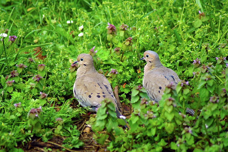 Mourning Doves in Oregon Photograph by Ben Upham III