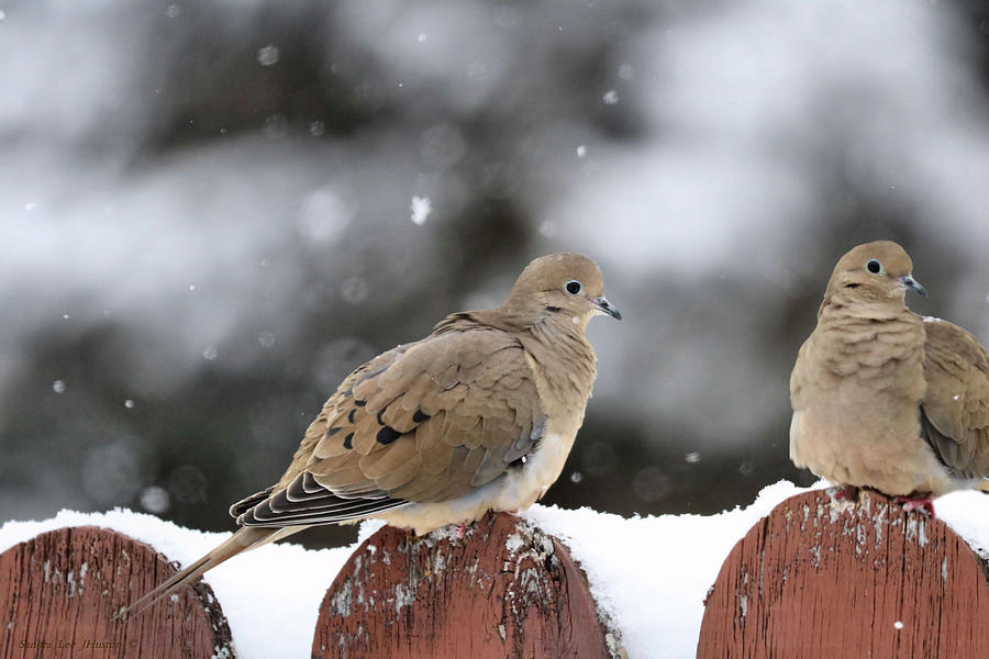 Mourning Doves in Snow Photograph by Sandra Huston
