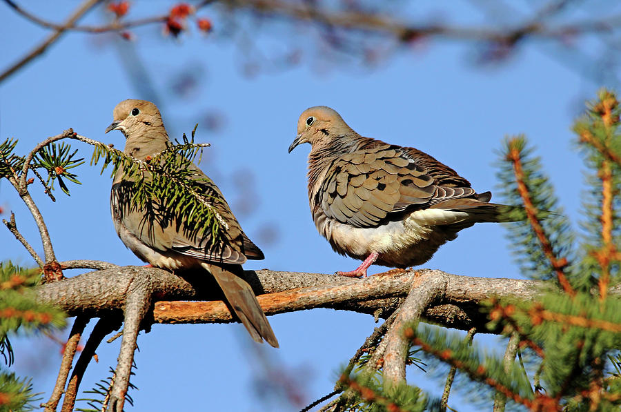 Dove Photograph - Mourning Doves In Spring by Debbie Oppermann