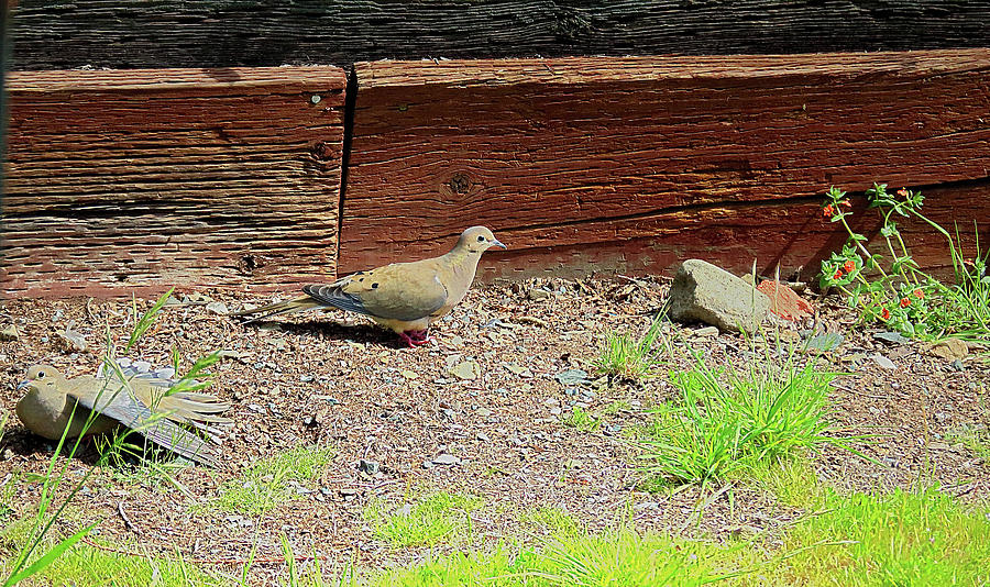 Mourning Doves In Spring Photograph by Joyce Dickens