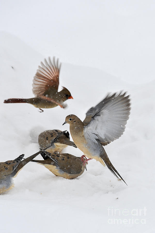 Mourning doves in the snow Photograph by Dan Friend