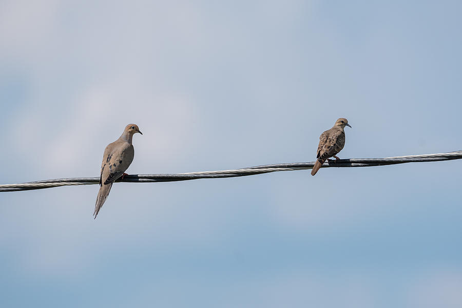 Mourning Doves  Photograph by Holden The Moment