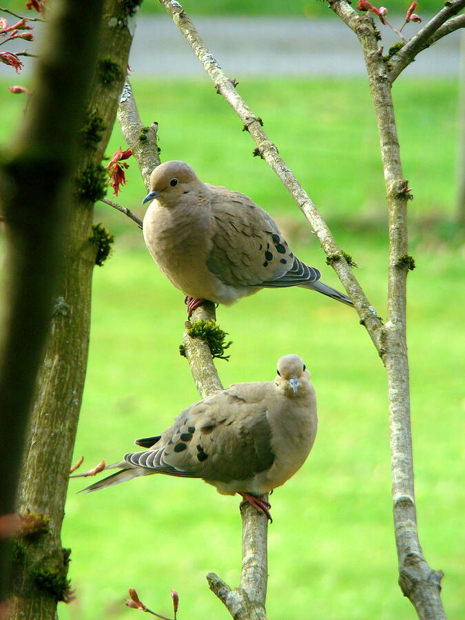 Mourning Doves Photograph by Lisa Rose Musselwhite