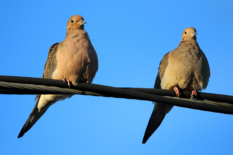Mourning Doves Mount Sinai New York Photograph by Bob Savage