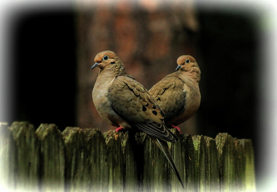 Mourning Doves Photograph by Ola Allen