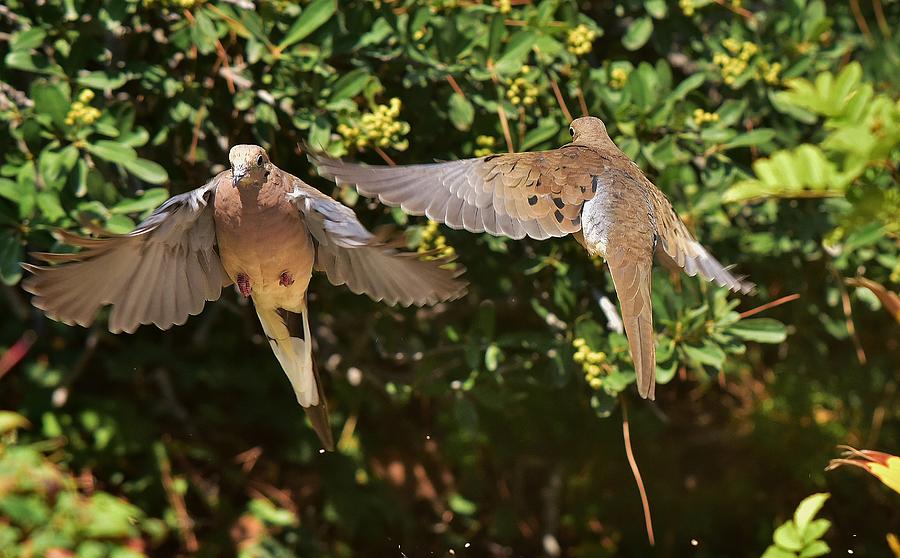 Mourning Doves Wings  Photograph by Linda Brody