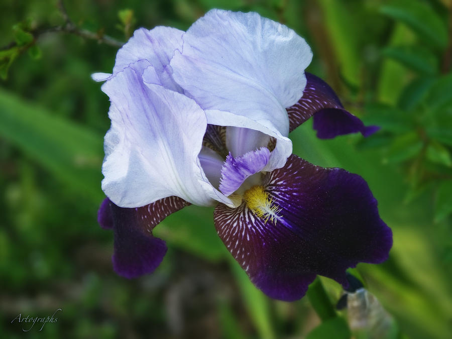 Mourning Iris Photograph by Artographs Fine Art