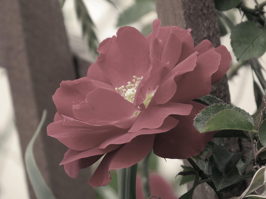 Mourning Rose Photograph