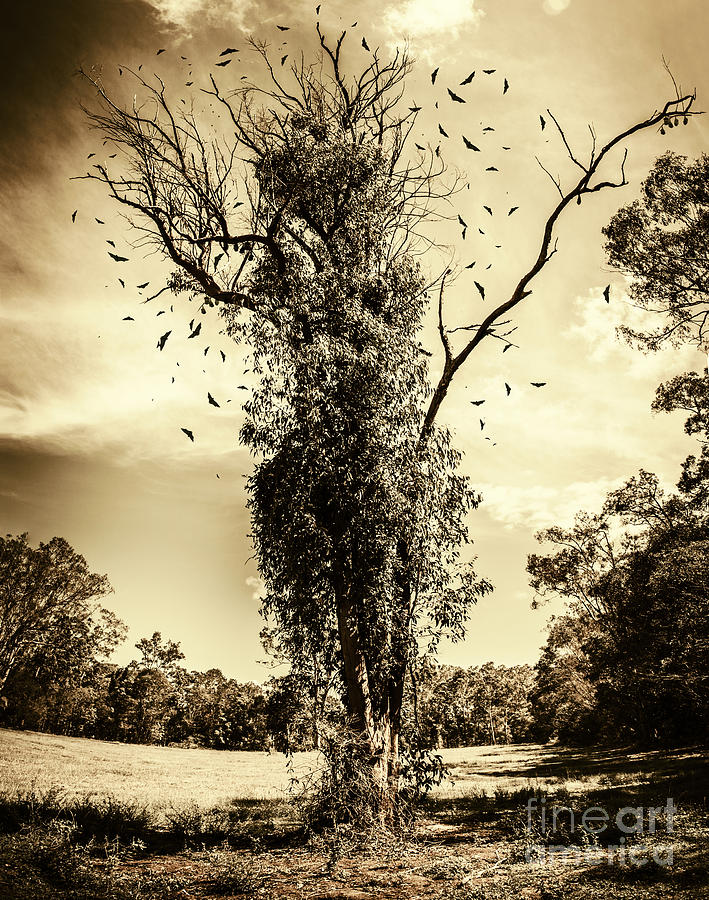 Mourning tree Photograph by Jorgo Photography