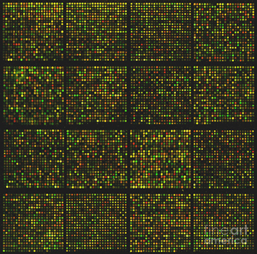 Mouse Cdna Microarray Photograph by Science Source