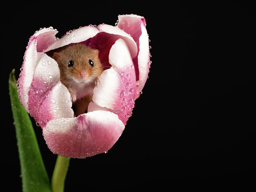 Mouse in Pink and White Photograph by Framing Places